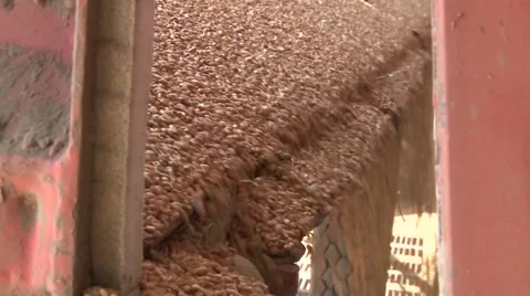 Grains of wheat falls into the silo Stock-Footage 56517480