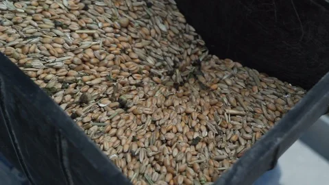 Grains of wheat in feed cutting. Stock Footage 118454316