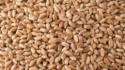 Grains of wheat Stock Footage 252986583