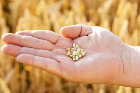 Grains of wheat on hand Stock Photos