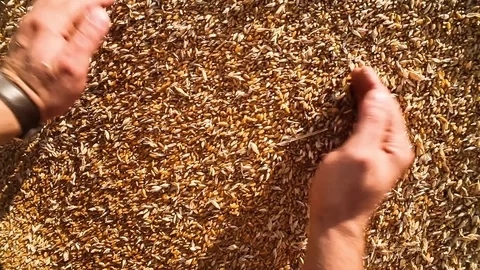 Grains of wheat in hands Stock Footage 72973912