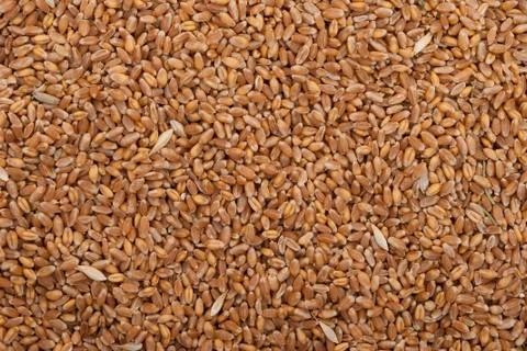 Grains of wheat Stock Photos