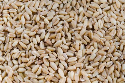 Grains of wheat 스톡 사진