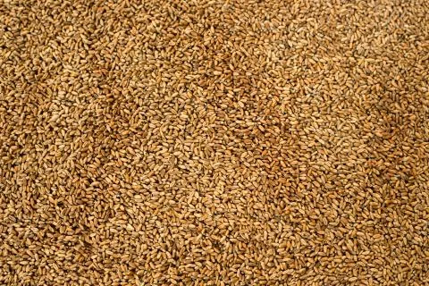 Grains of wheat Foto stock