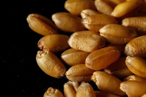 Grains of wheat Foto stock