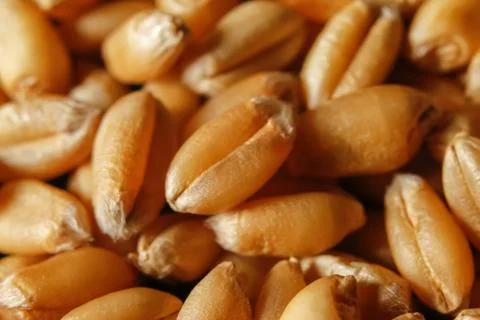 Grains of wheat Stock Photos