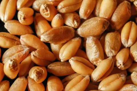 Grains of wheat Stock Photos