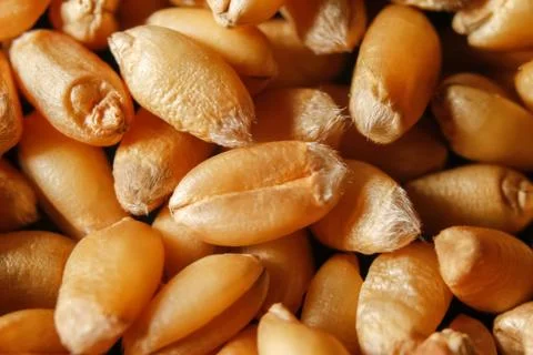 Grains of wheat Stock Photos