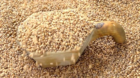 Grains of wheat. Selected wheat falls out of the hands. Video stock 54952468