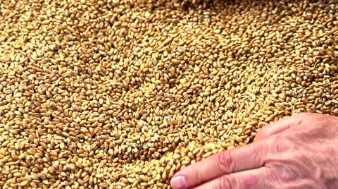 Grains of wheat. Selected wheat falls out of the hands. Video stock 54952469