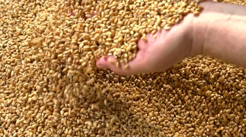 Grains of wheat. Selected wheat falls out of the hands. Video stock 54952474