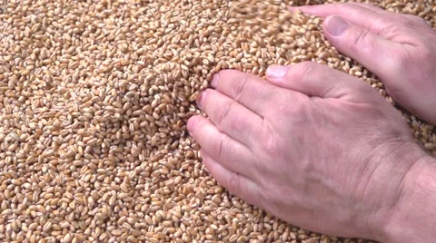 Grains of wheat. Selected wheat falls out of the hands. Stockbeeldmateriaal 54952726