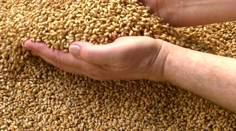 Grains of wheat. Selected wheat falls out of the hands. Video stock 54952745
