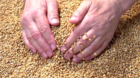 Grains of wheat. Selected wheat falls out of the hands. Video stock 55904064