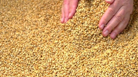 Grains of wheat. Selected wheat falls out of the hands. Stockbeeldmateriaal 55904096