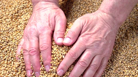 Grains of wheat. Selected wheat falls out of the hands. Video stock 55904176