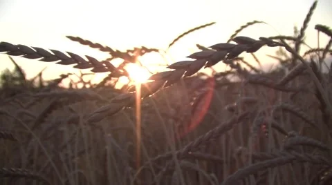 Grains Of Wheat In Sunset Stock Footage 52377853