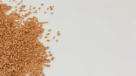 Grains of wheat on a white background Stock Footage 61821943