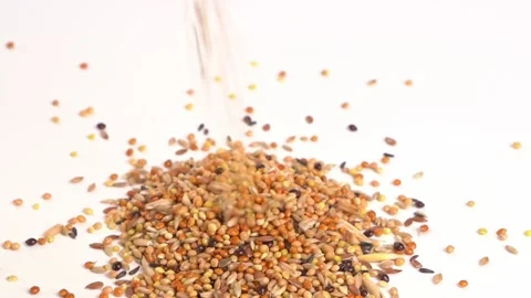 Grains will pour on the table. parrot feed on a white background. pet shop. Stock Footage 155236552