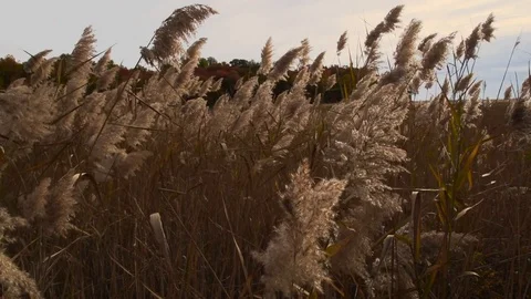 Grains in the wind 2 库存影片 97709732