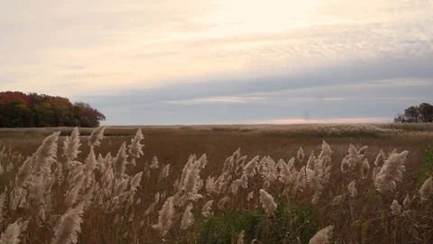 Grains in the wind 3 库存影片 97709733