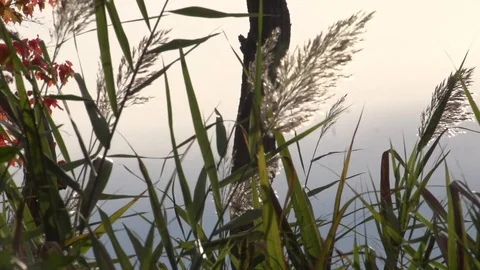 Grains in the wind 库存影片 97709727