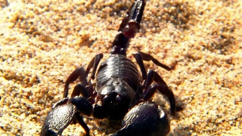 Grainy 16mm Film of a poisonous and dangerous scorpion in the desert Stock Footage