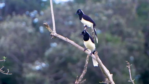 Gralha Picaça - Plush-crested Jay (Cyanocorax chrysops) Stock Footage 297647871