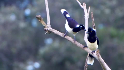 Gralha Picaça - Plush-crested Jay (Cyanocorax chrysops) Stock Footage 297647939