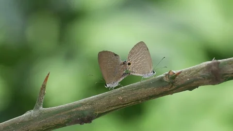 Gram blue butterfly mating Stock Footage 83311381