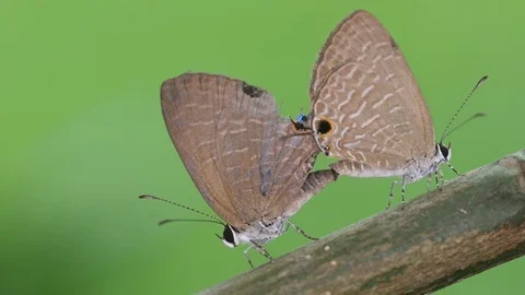 Gram blue butterfly mating Stock Footage 83312112