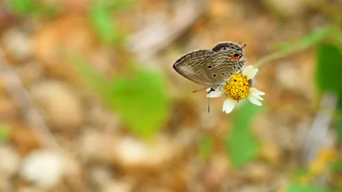 Gram Blue butterfly seeking nectar on Spanish Needle blossom Stock Footage 201397221