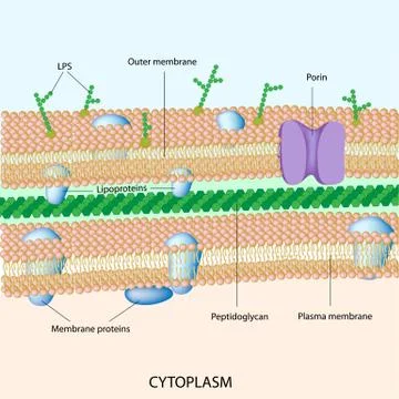 Gram negative bacterial cell wall Stock Illustration