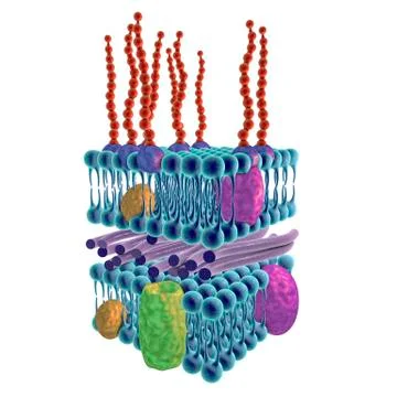 Gram-negative bacterial cell wall, illustration Stock Illustration