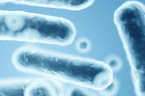 Gram-negative Enterobacteriaceae, rod-shaped bacteria in digestive system mic Stock Illustration