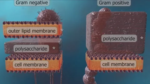 Gram Positive and Gram Negative Bacteria Video stock 260118616