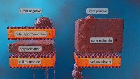 Gram positive and Gram Negative Bacteria Structure 3D Stock Footage 305165234