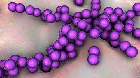 Gram-positive bacteria Streptococcus pyogenes Stock Illustration