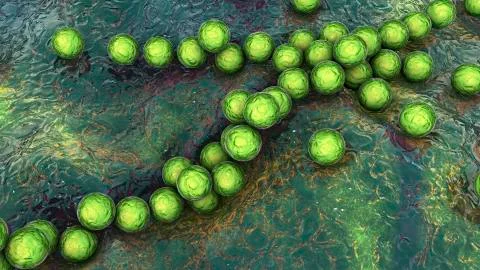 Gram-positive bacteria Streptococcus pyogenes Stock Illustration