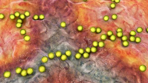 Gram-positive bacteria Streptococcus pyogenes Stock Illustration