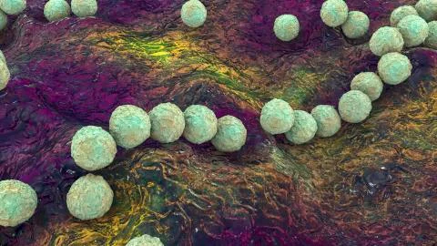 Gram-positive bacteria Streptococcus pyogenes Stock Illustration