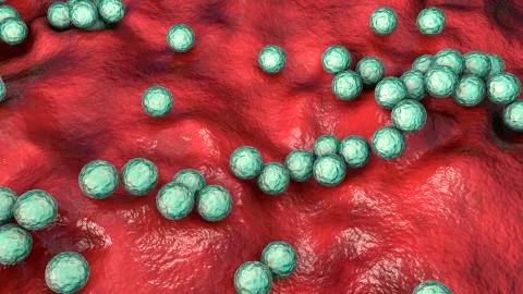 Gram-positive bacteria Streptococcus pyogenes Stock Illustration