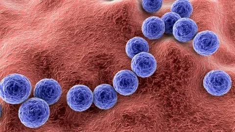 Gram-positive bacteria Streptococcus pyogenes Stock Illustration