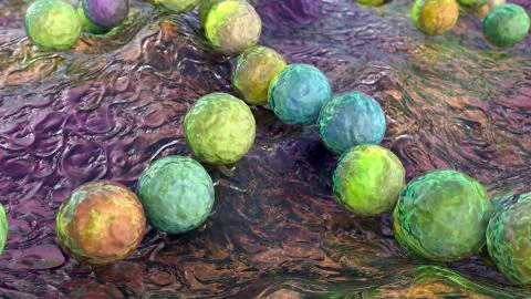 Gram-positive bacteria Streptococcus pyogenes Stock Illustration