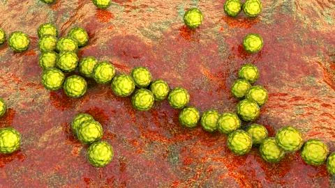 Gram-positive bacteria Streptococcus pyogenes Stock Illustration