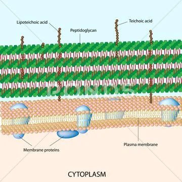 Gram positive bacterial cell wall Stock Illustration