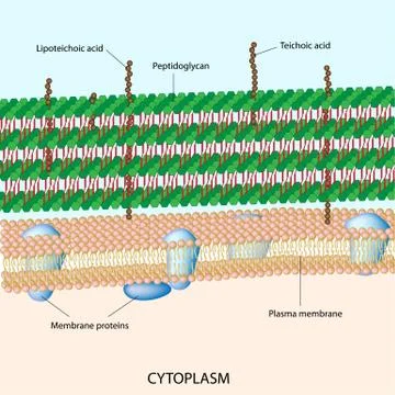 Gram positive bacterial cell wall Stock Illustration