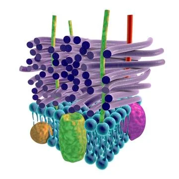 Gram-positive bacterial cell wall, illustration Stock Illustration