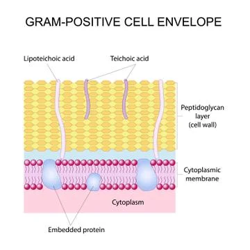 Gram-positive cell envelope Illustrazione stock