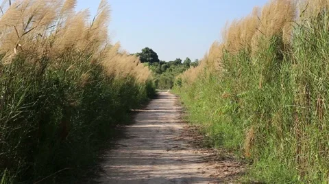 Gramineae and road Stock Footage 61162003